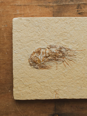 Fossilized Shrimp In Matrix, RM1428