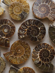 1.5-1.75" Fossilized Ammonite Half, RM66