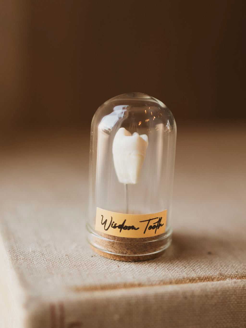 Jarred Human Wisdom Tooth, SB71