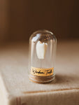 Jarred Human Wisdom Tooth, SB71