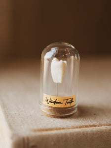 Jarred Human Wisdom Tooth, SB71