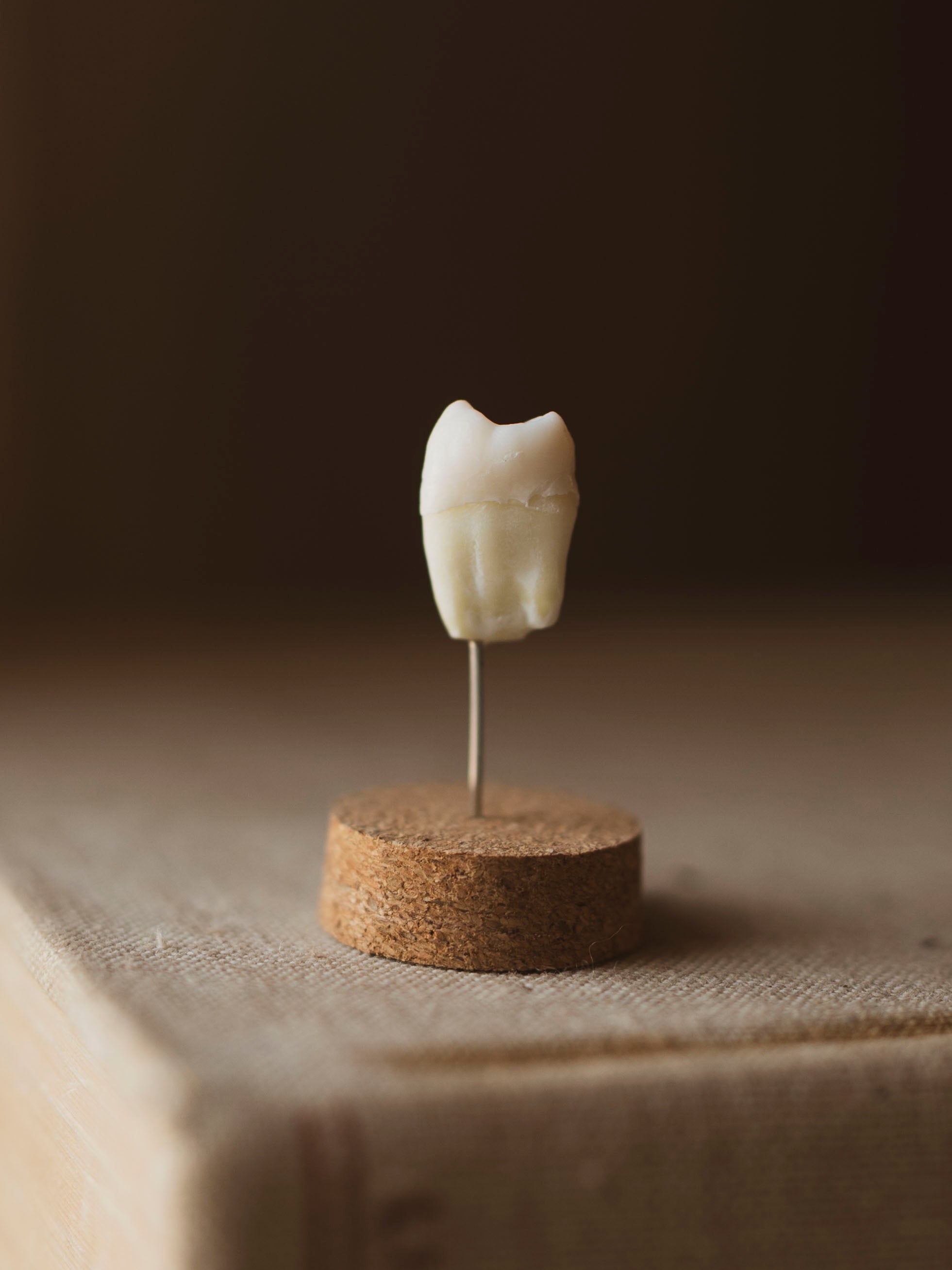 Jarred Human Wisdom Tooth, SB71