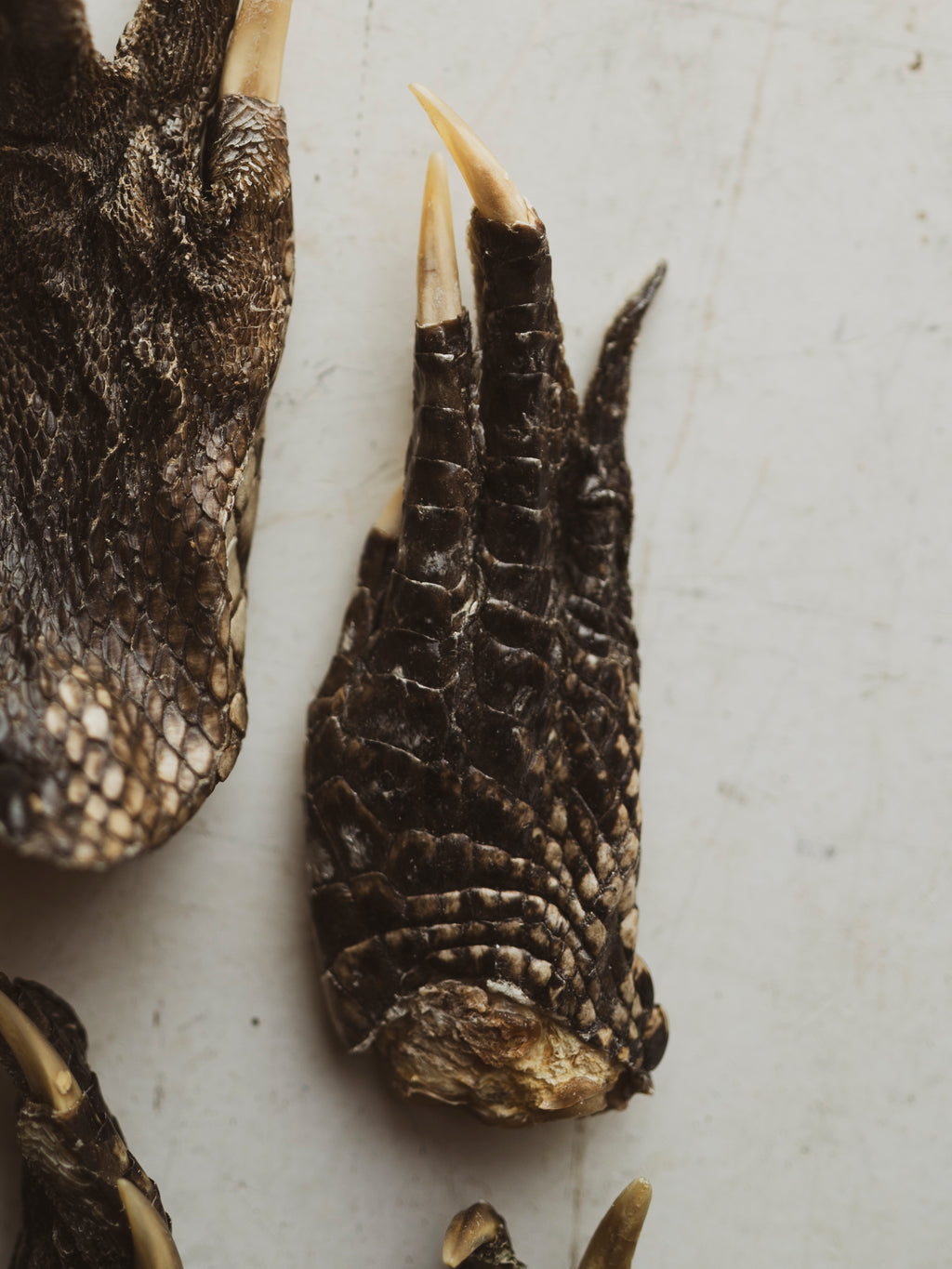 3-5" American Alligator Foot, PS110