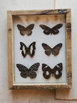10.75" Framed Butterfly Collection, IN411