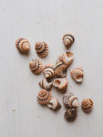 1" Candy Snail Shell, NA3