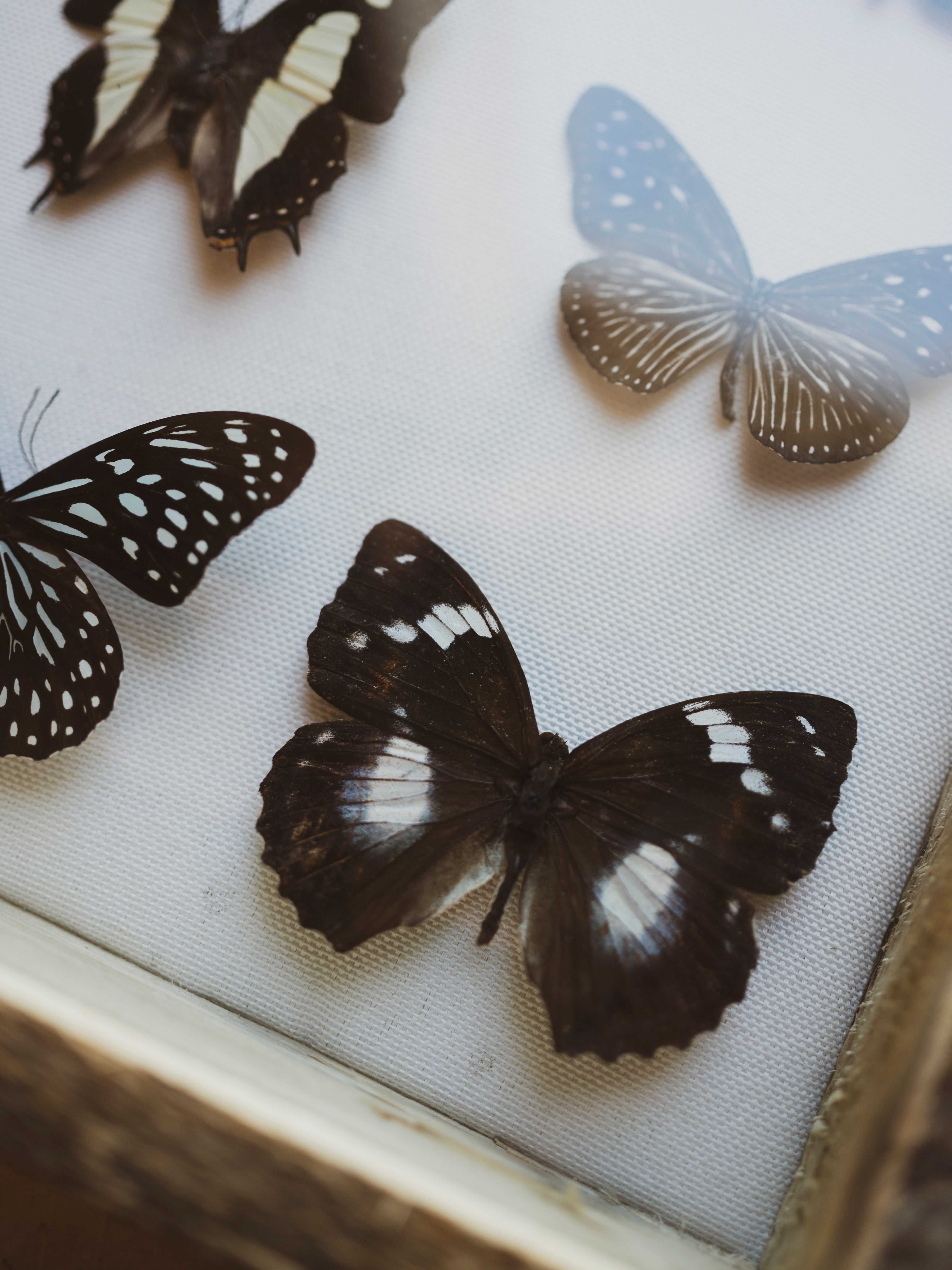 10.75" Framed Butterfly Collection, IN411