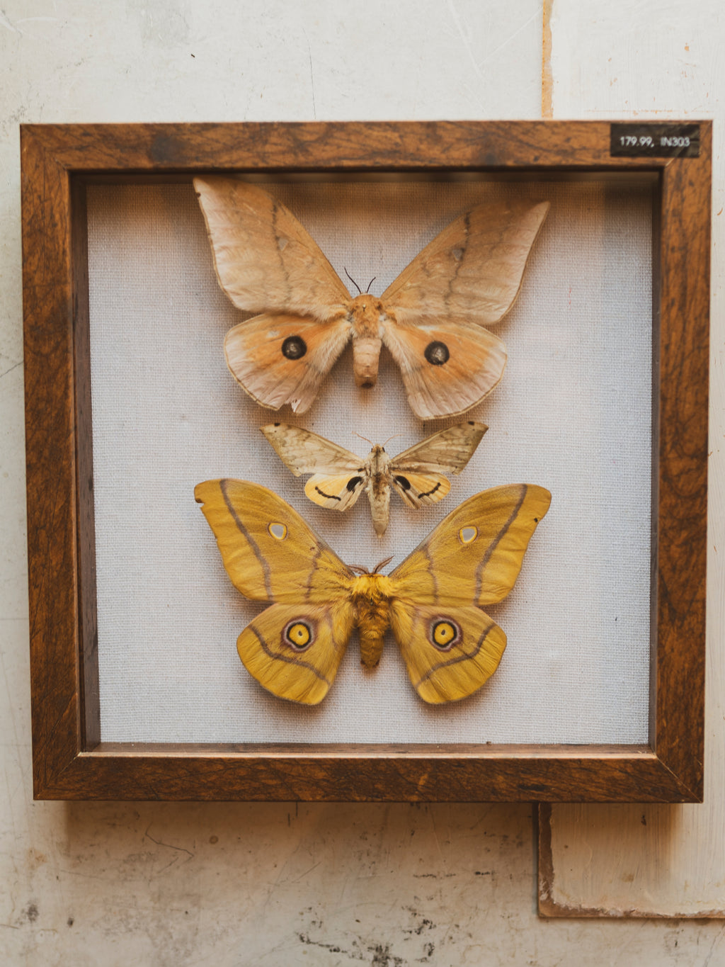 Framed Moth Collection, IN303