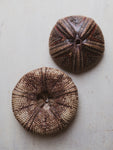 5" Astropyga Urchin, NA395