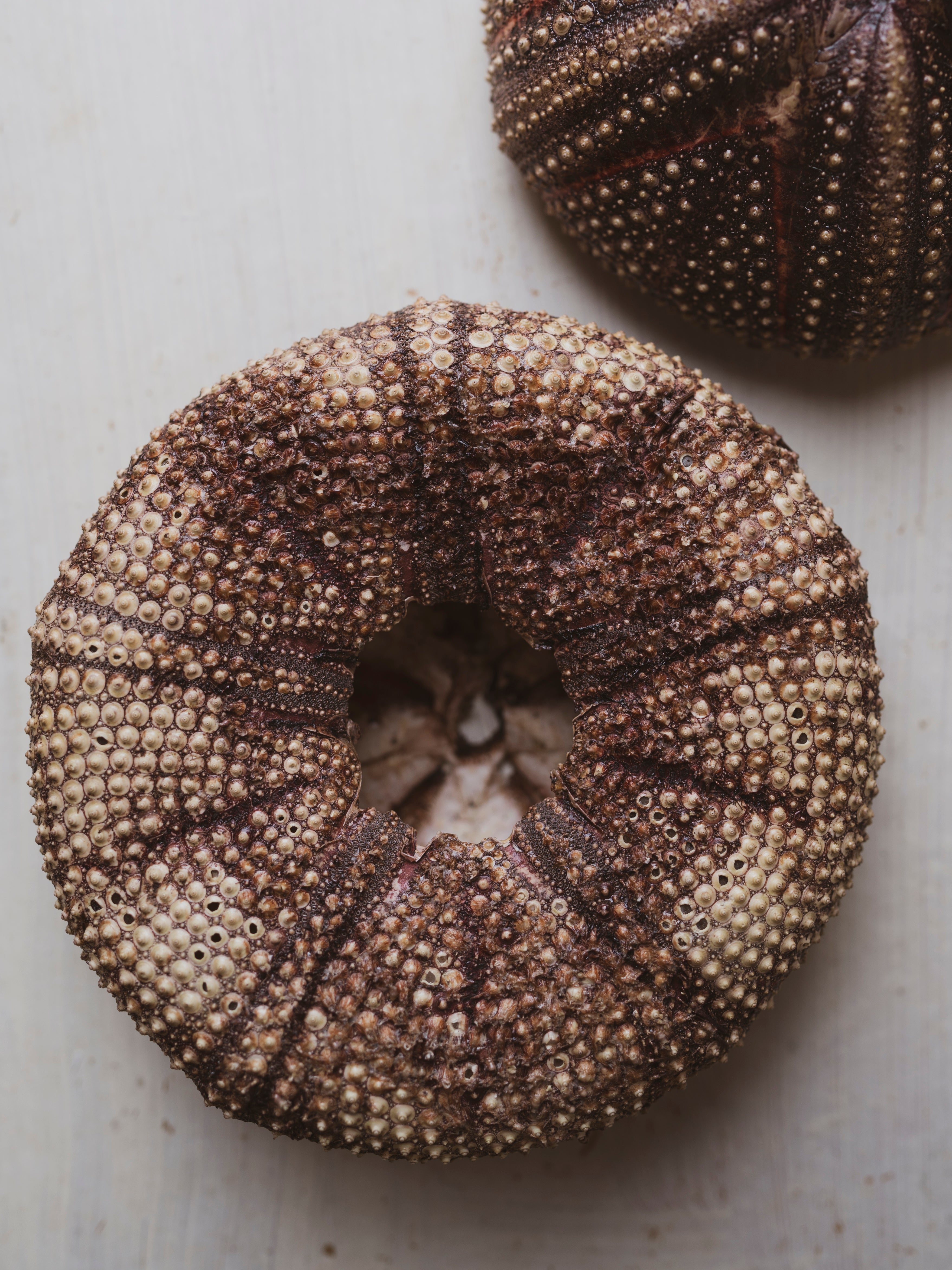 5" Astropyga Urchin, NA395