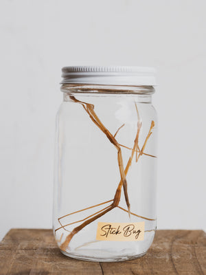 4.5" Jarred Wet Specimen Stick Bugs, WS44