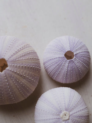 2-3" Purple Sea Urchin, NA742