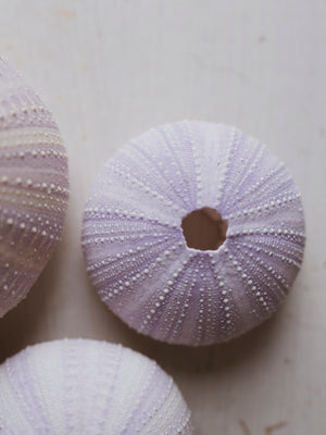 2-3" Purple Sea Urchin, NA742