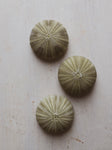 1.75" Green Ball Sea Urchin, NA28