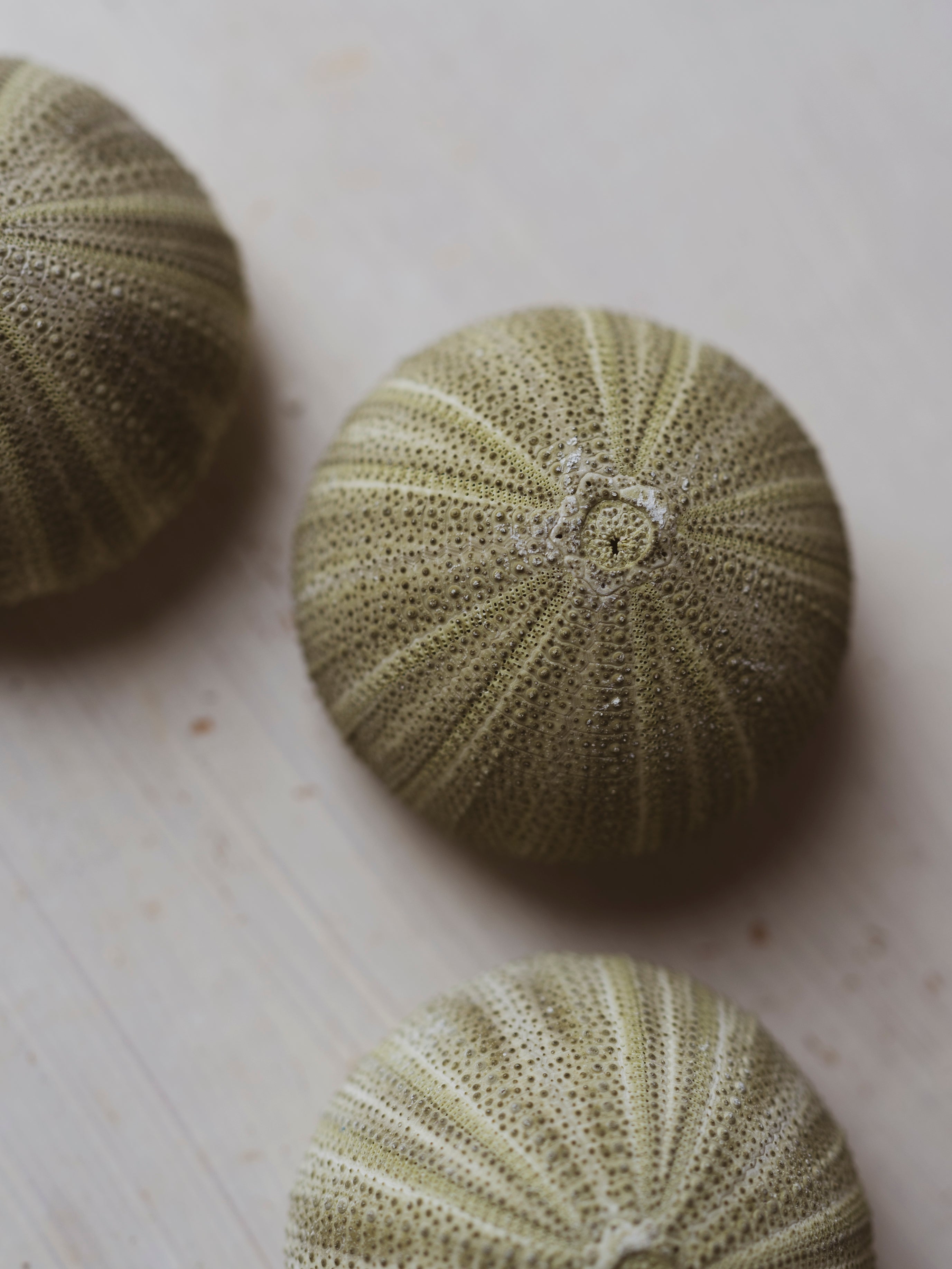 1.75" Green Ball Sea Urchin, NA28
