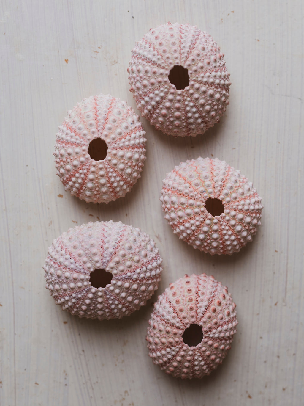 .75-2.25" Pink Grass Sea Urchin, NA40