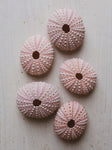 .75-2.25" Pink Grass Sea Urchin, NA40