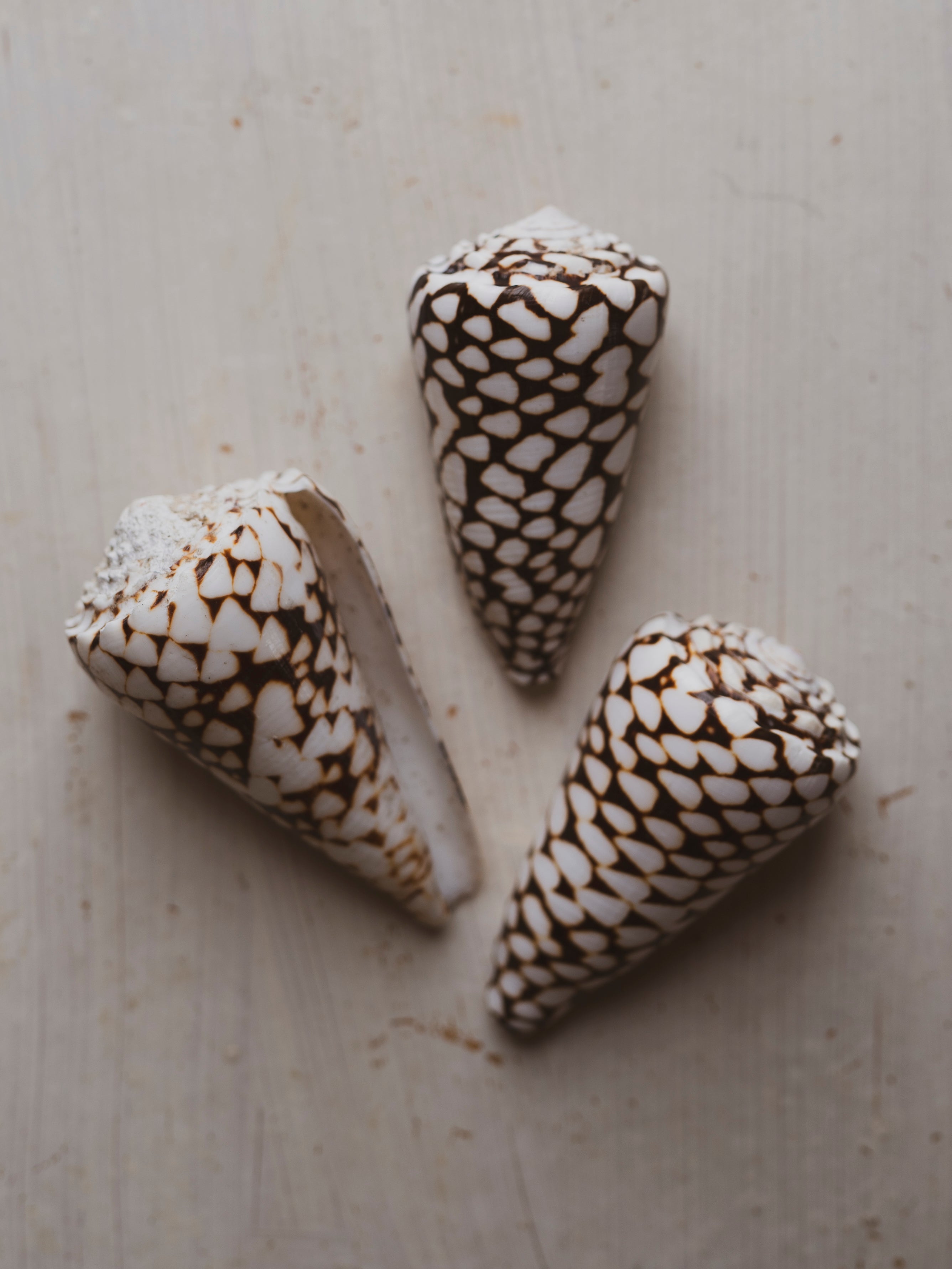 Coun Shell What Is A Cone Shell