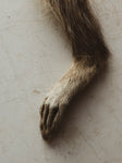 5-7" Raccoon Foot, PS129
