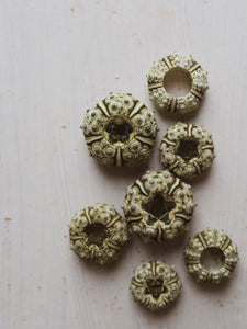 0.75-1.5" Green Knobby Sea Urchin, NA267