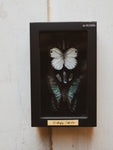 Framed Butterfly Collection, IN006