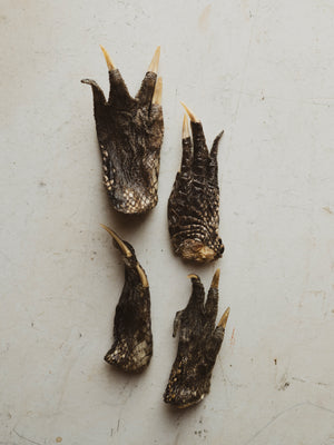 3-5" American Alligator Foot, PS110
