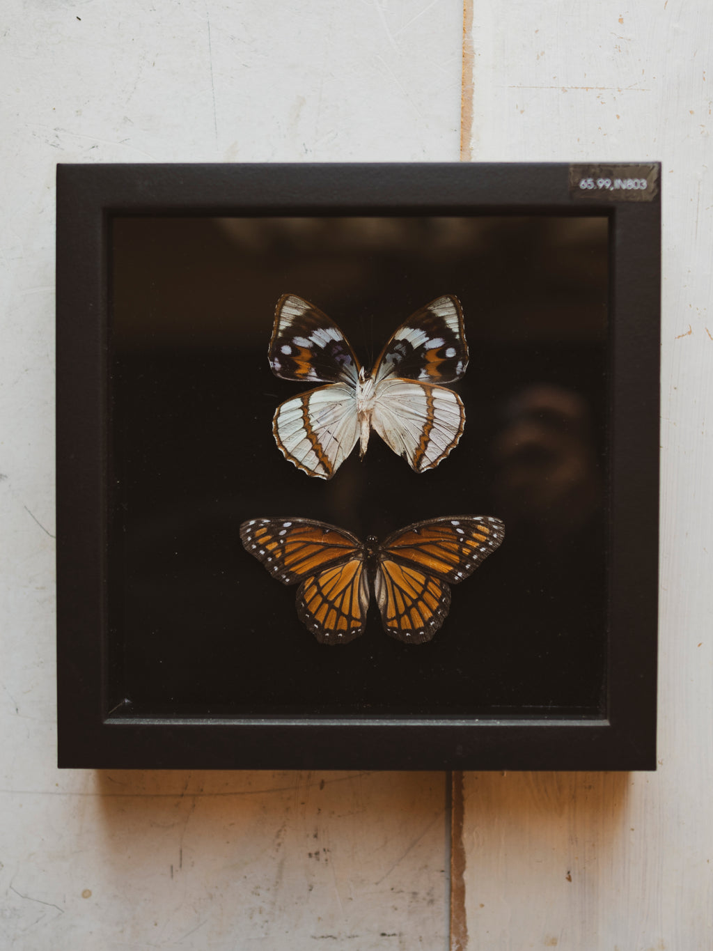 7.75" Framed butterfly Collection, IN803