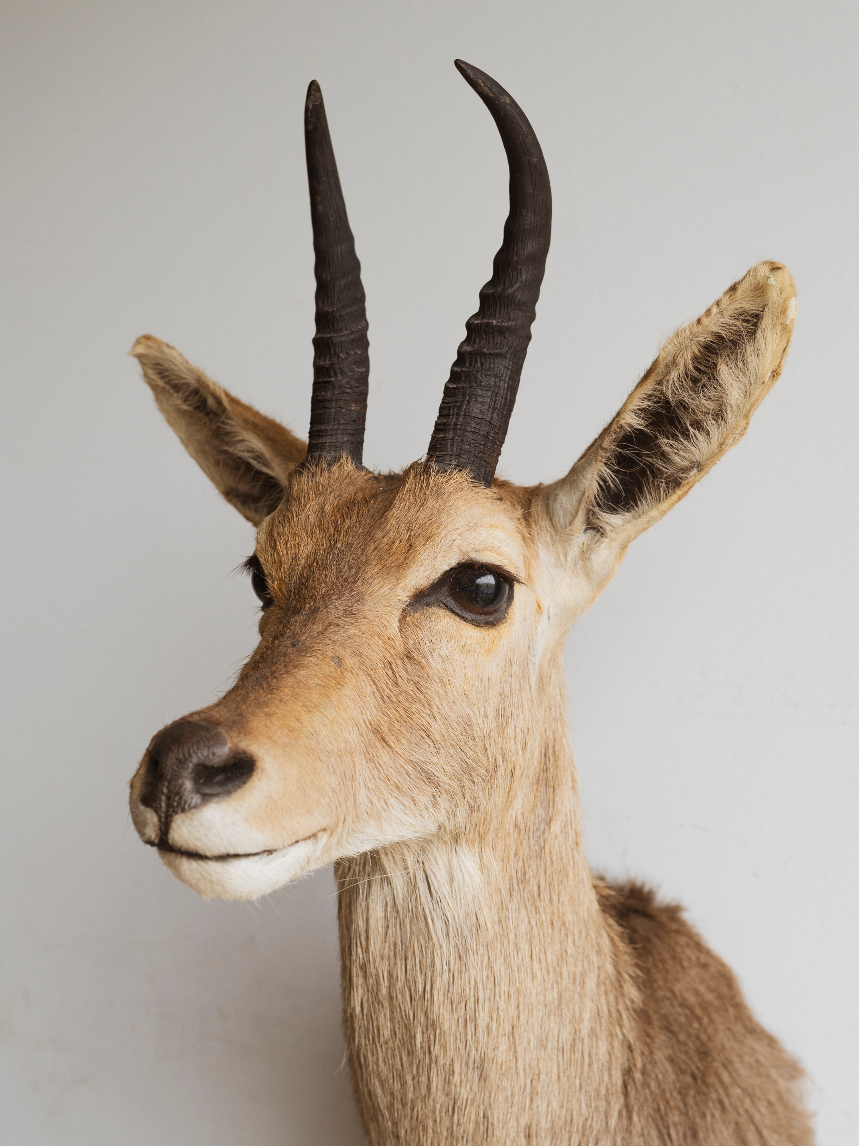 Reedbuck Shoulder Mount Taxidermy (Rhett), TA299