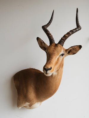 Impala Shoulder Mount Taxidermy (Isaak), TA298