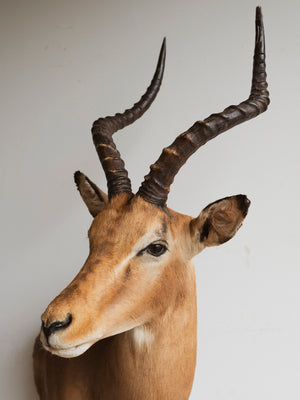 Impala Shoulder Mount Taxidermy (Isaak), TA298