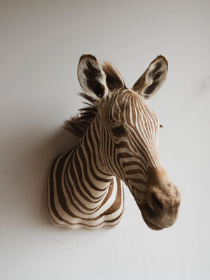 Zebra Shoulder Mount Taxidermy (Zelda), TA296