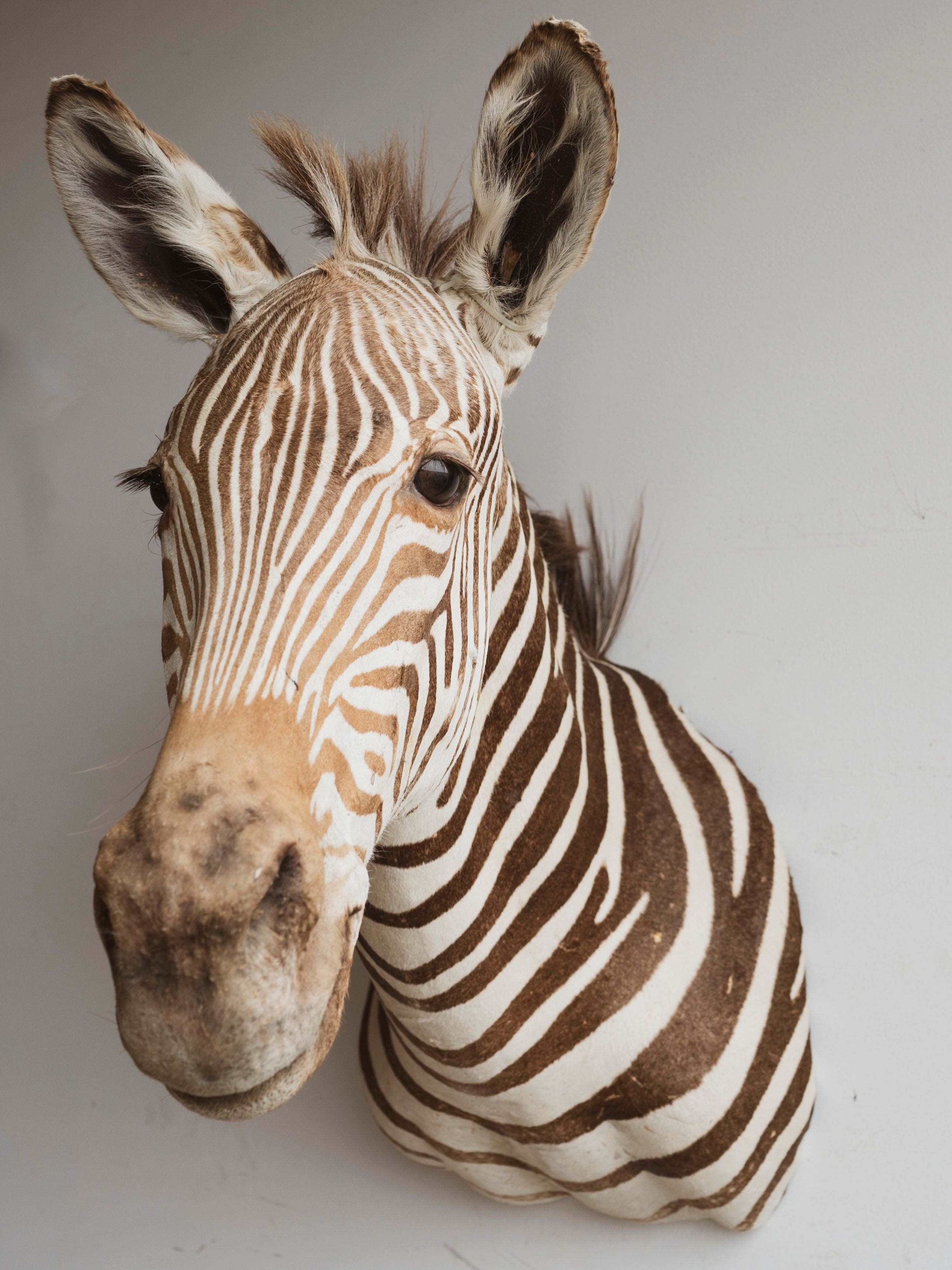 Zebra Shoulder Mount Taxidermy (Zelda), TA296