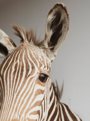 Zebra Shoulder Mount Taxidermy (Zelda), TA296