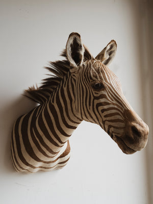 Zebra Shoulder Mount Taxidermy (Zelda), TA296