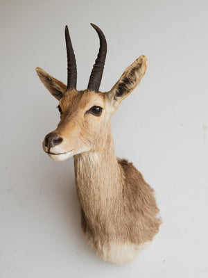 Reedbuck Shoulder Mount Taxidermy (Rhett), TA299