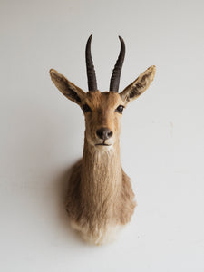 Reedbuck Shoulder Mount Taxidermy (Rhett), TA299