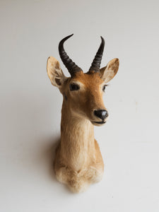 Reedbuck Shoulder Mount Taxidermy (Rosalie), TA300