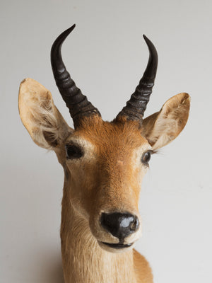 Reedbuck Shoulder Mount Taxidermy (Rosalie), TA300