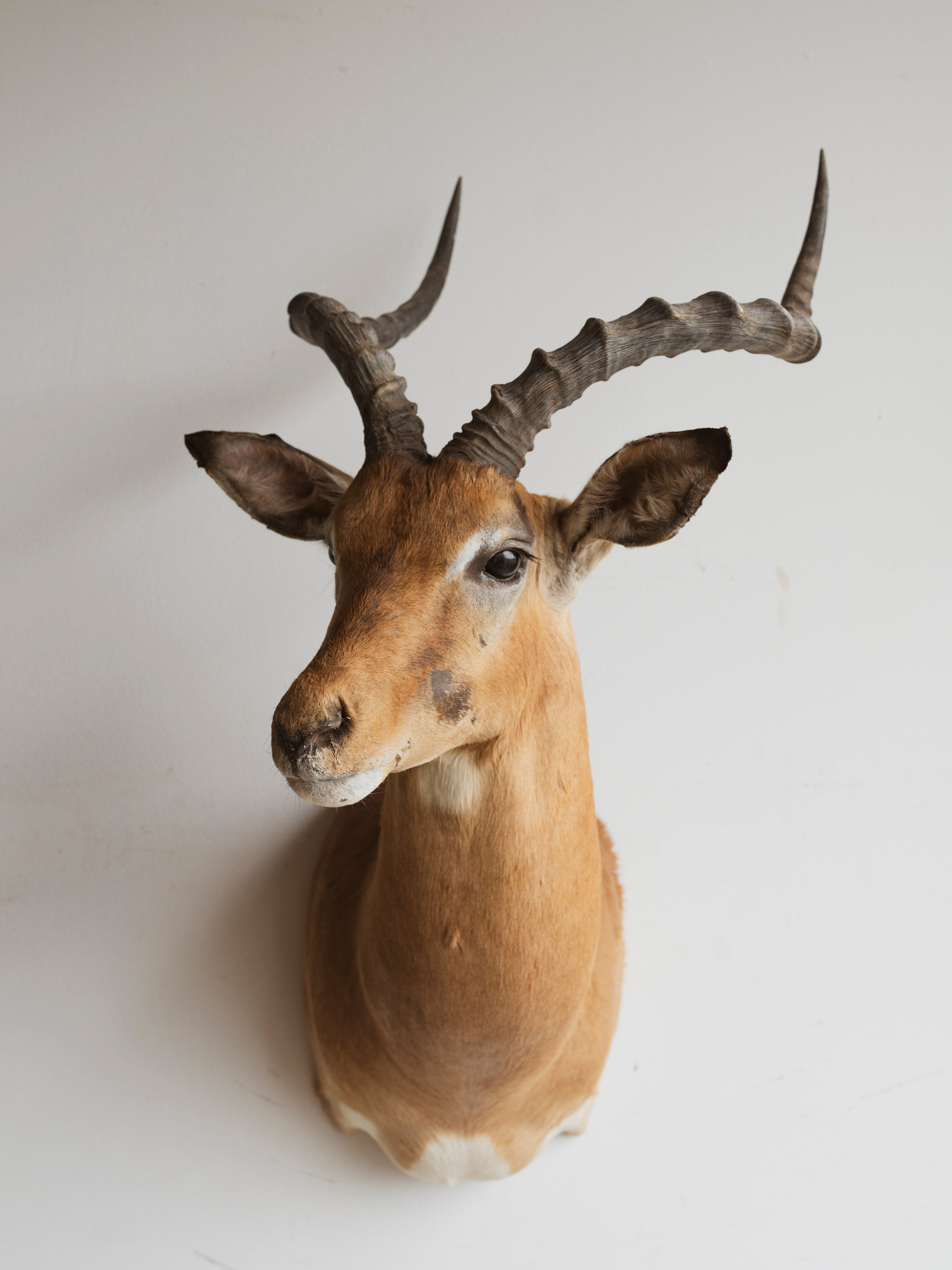 Impala Shoulder Mount Taxidermy (Indigo), TA297