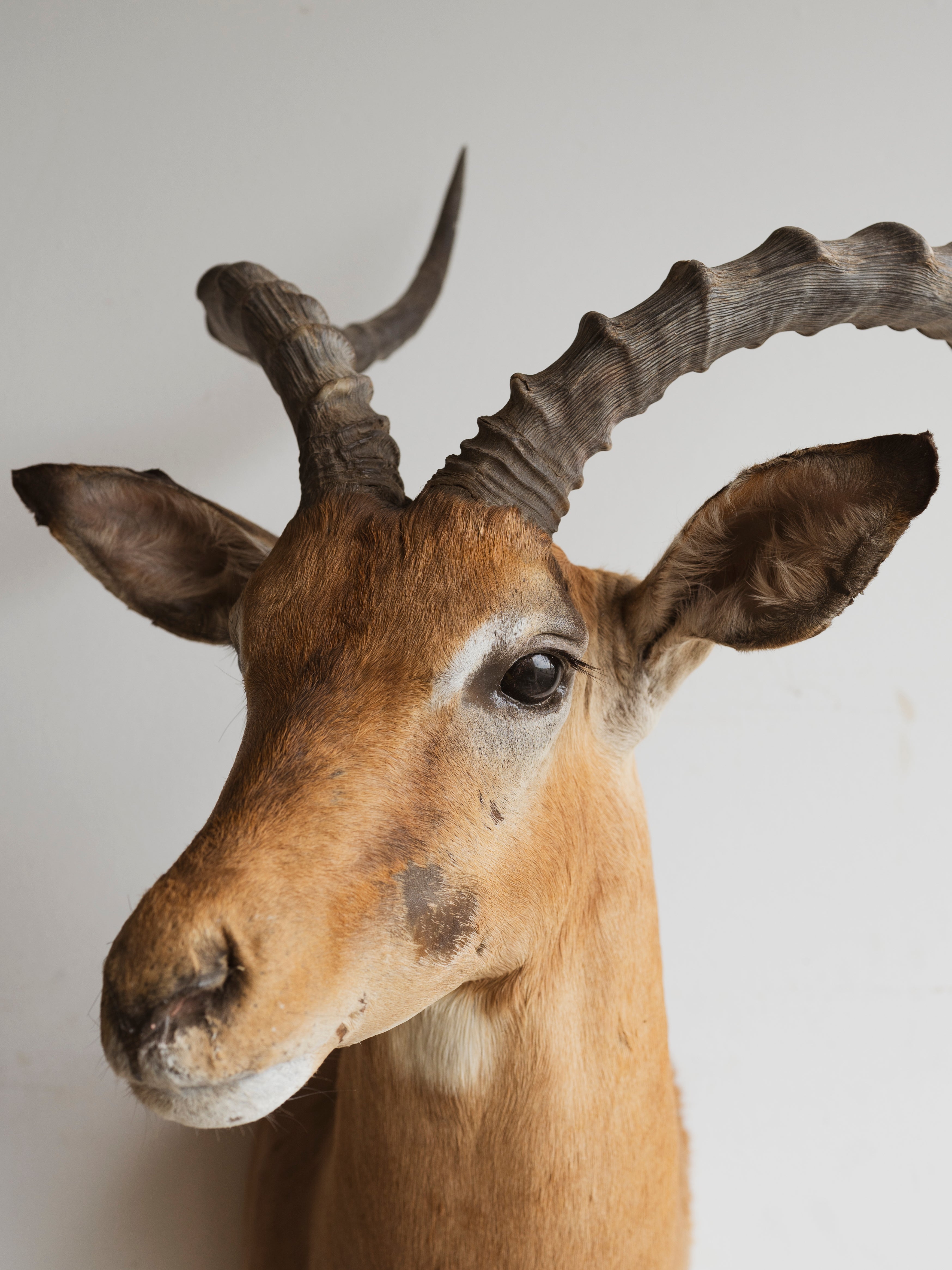 Impala Shoulder Mount Taxidermy (Indigo), TA297