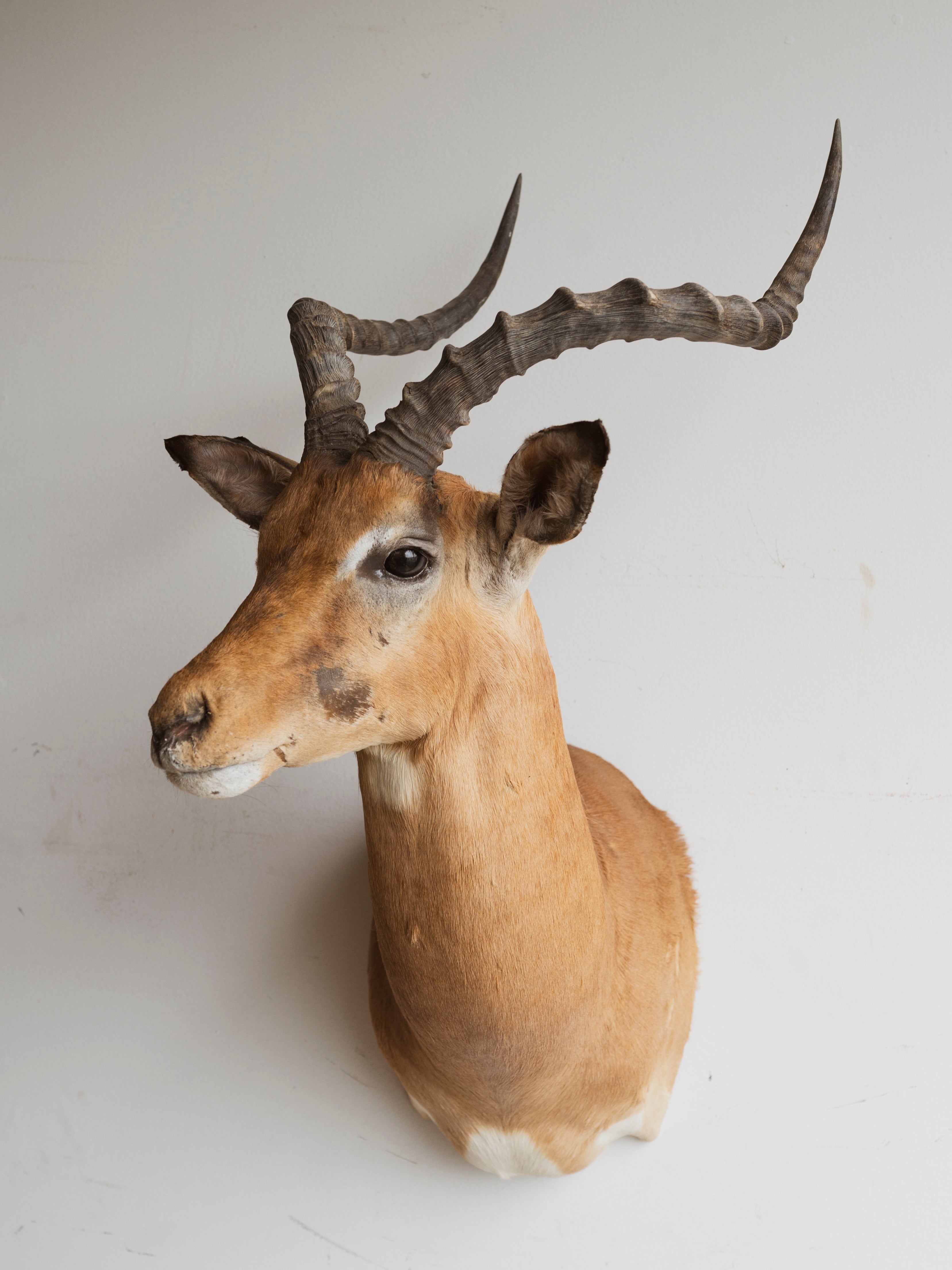 Impala Shoulder Mount Taxidermy (Indigo), TA297