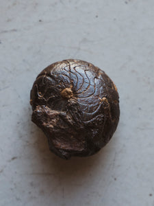 1.12” Fossilized Goniatite Ammonite, RM108