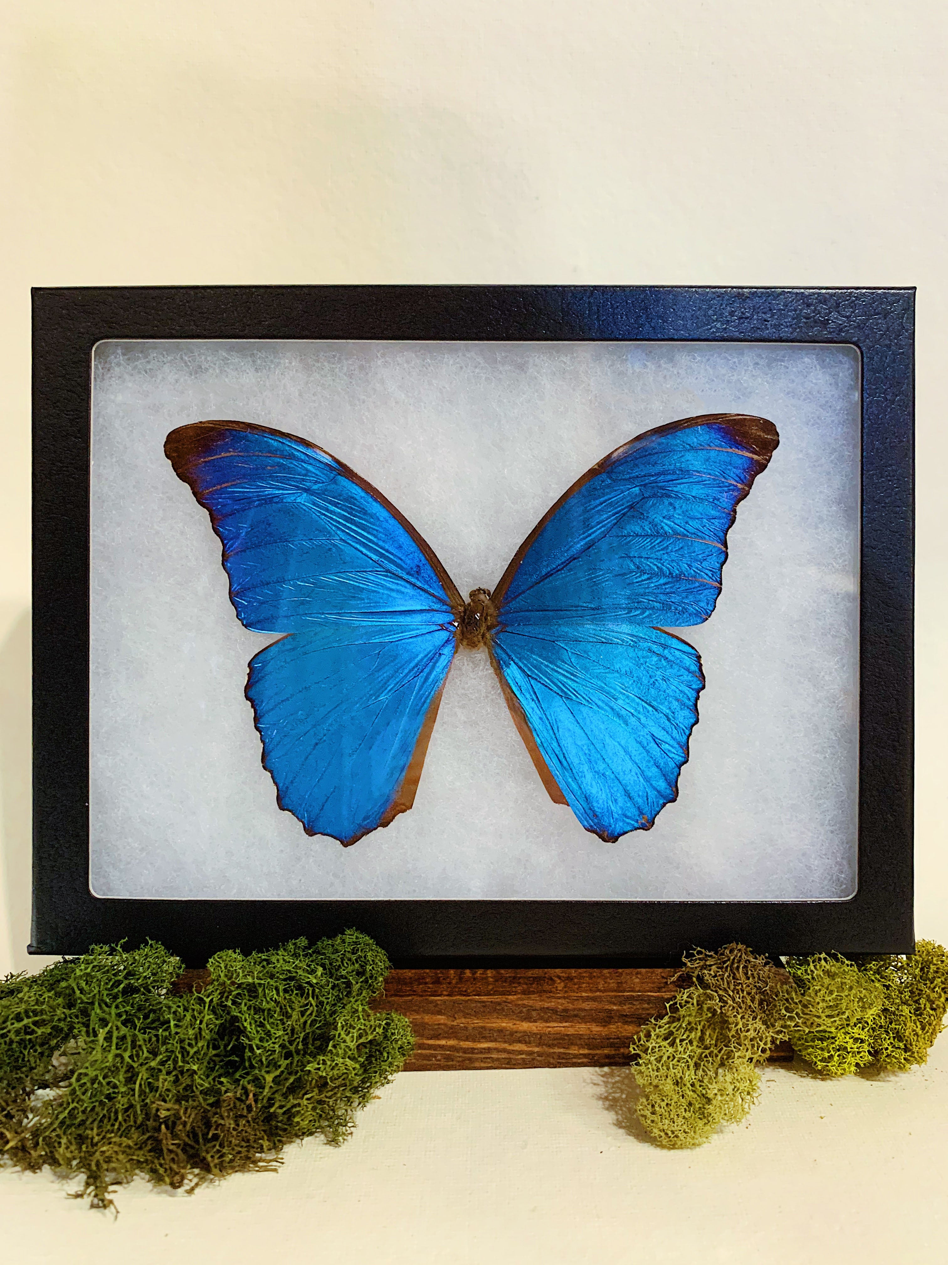 Framed Blue Morpho Butterfly, IN150