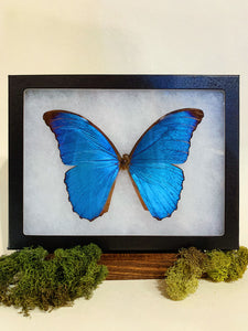 Framed Blue Morpho Butterfly, IN150