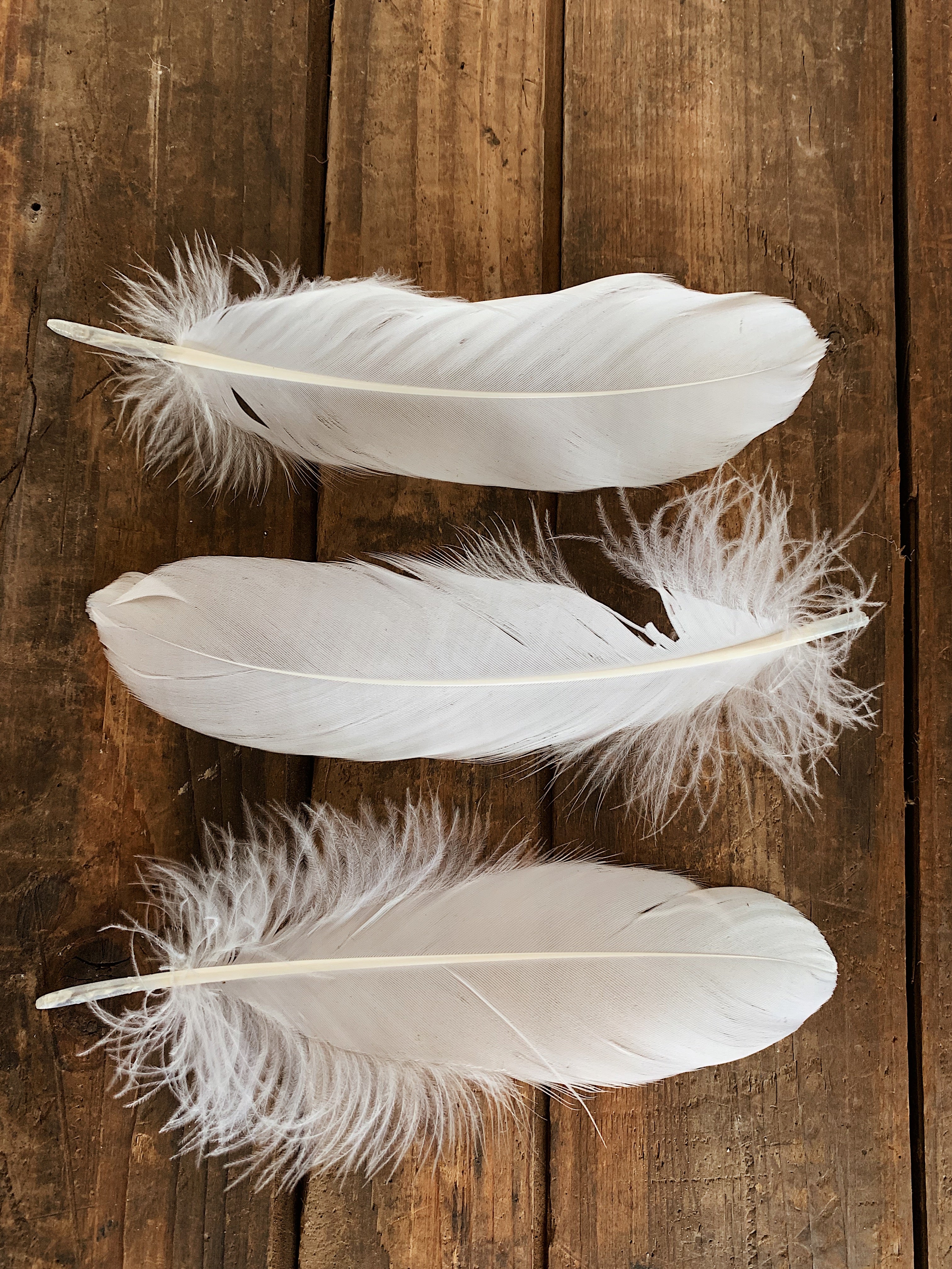 6-8 White Goose Feather, PS03 – Black Moth