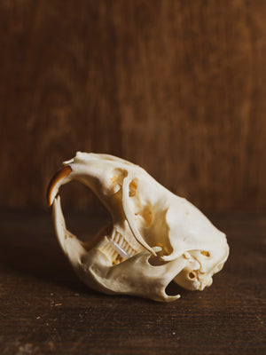 Muskrat Skull, SB117