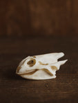 Spiny Softshell Turtle Skull, SB137