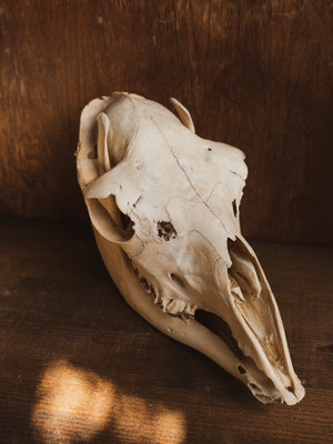 Llama Skull, SB292