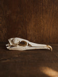 Imperial Shag Bird Skull, SB402