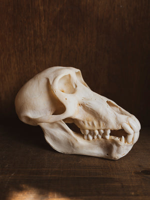 Male Baboon Skull, SB192
