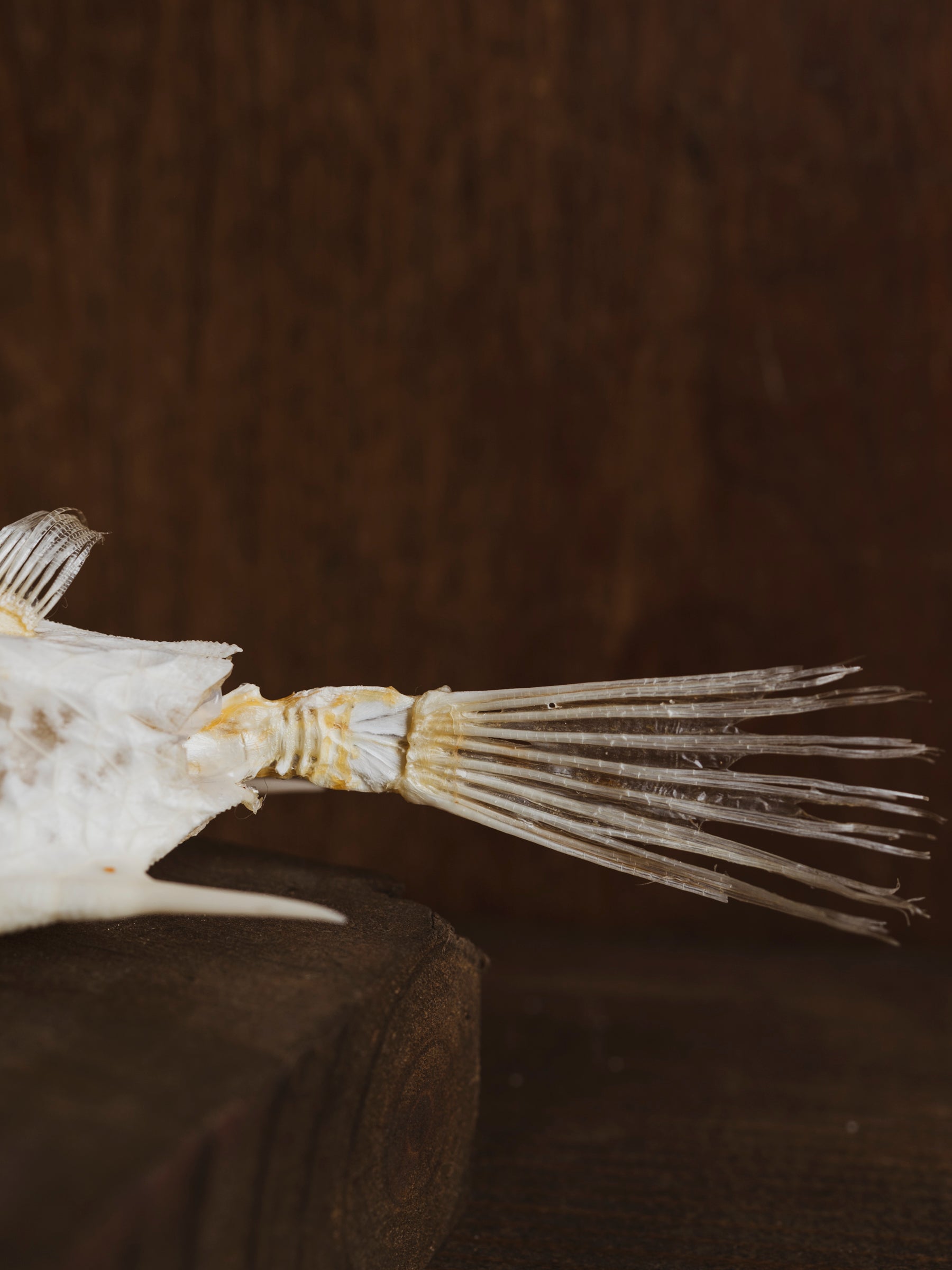 5" Longhorn Cowfish Skeleton, SB538
